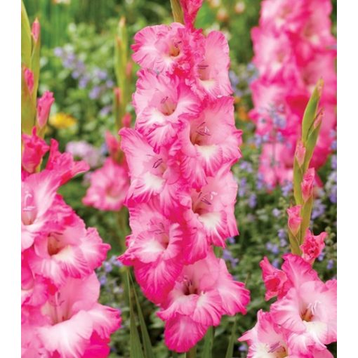 GLADIOLUS  VIOLET KING (12/+) - Kardvirág