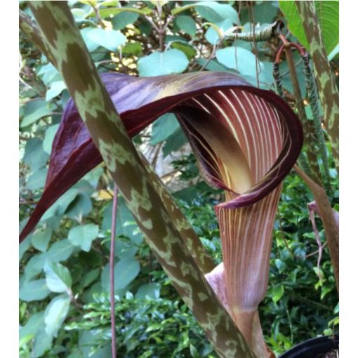 Arisaema speciosum magnificum (I.)