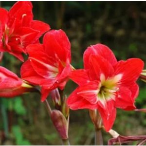 Hippeastrum McCanns Double (16/+) - Amarillisz