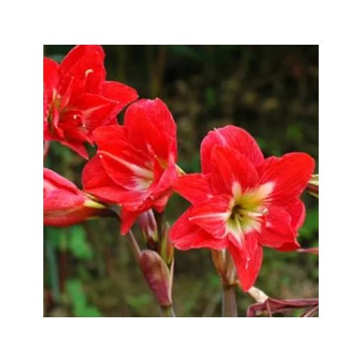 Hippeastrum McCanns Double (16/+) - Amarillisz