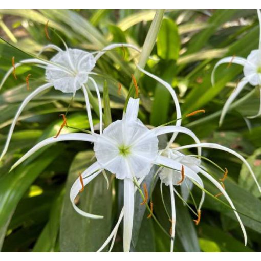 Hymenocallis festalis Tropical Giant (12/+) - Pókliliom