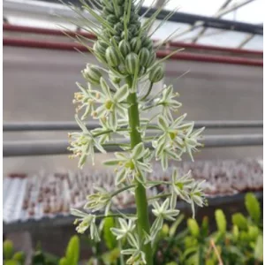 Ornithogalum caudatum (10/+) - Madártej