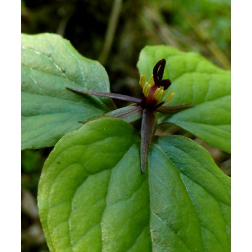 Trillium govanianum (I.) - Hármasszirom