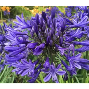 Agapanthus Black Pantha (I.) - Szerelemvirág