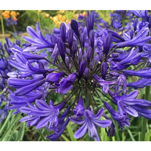 Agapanthus Black Pantha (I.) - Szerelemvirág