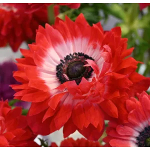   Anemone coronaria LEVANTE®Rosso (4/+) - Koronás szellőrózsa