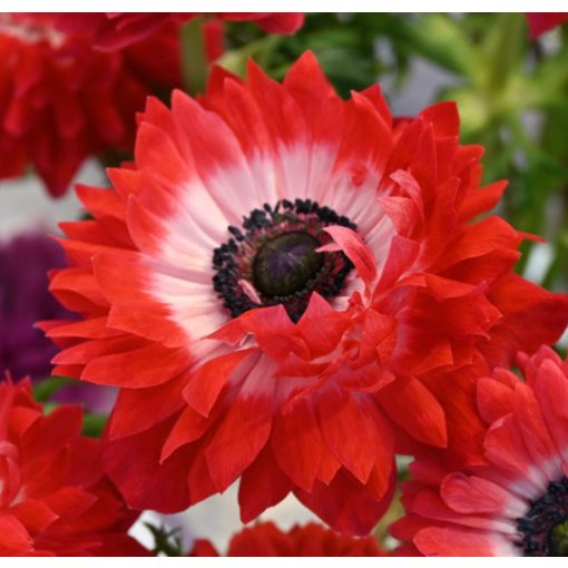 Anemone coronaria LEVANTE®Rosso (4/+) - Koronás szellőrózsa