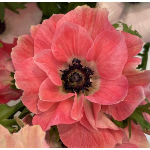 Anemone coronaria MISTRAL PLUS® Pinkie (4/+) - Koronás szellőrózsa