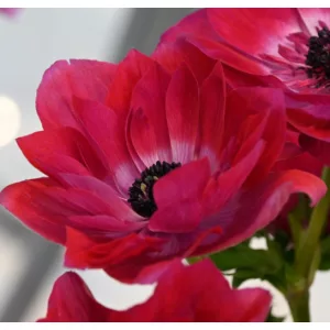   Anemone coronaria MISTRAL® Magenta (4/+) - Koronás szellőrózsa