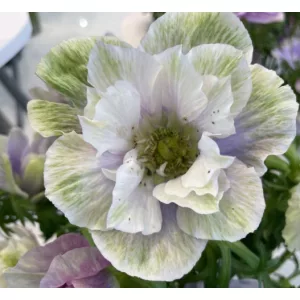   Anemone coronaria MISTRAL® Pale (4/+) - Koronás szellőrózsa