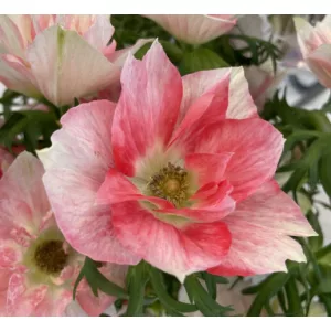   Anemone coronaria MISTRAL® Rosa (4/+) - Koronás szellőrózsa