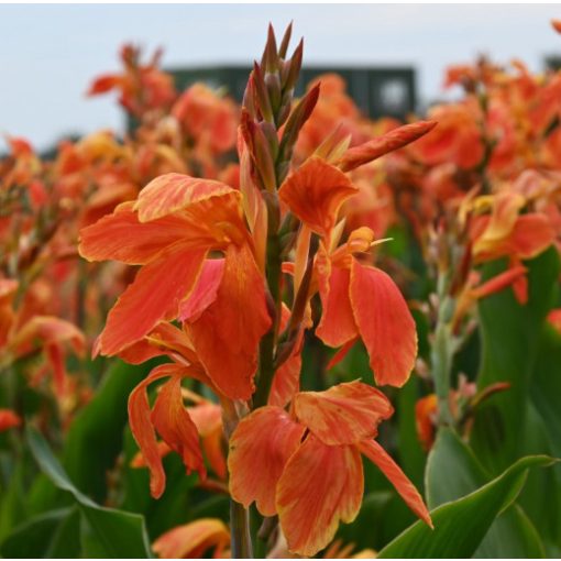 Canna Color Clown (I.) - Kannavirág