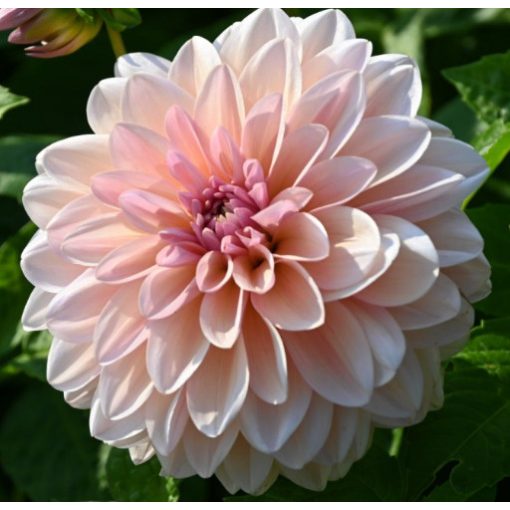 Dahlia Sturm Sweet Maria (I.) - Dália