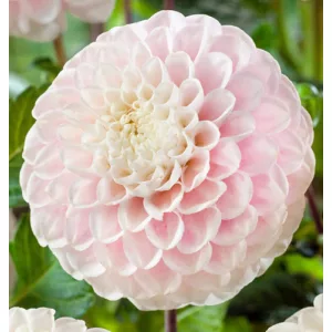 Dahlia Wizard of Lightening (I.) - Dália