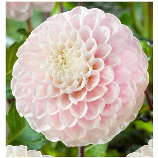 Dahlia Wizard of Lightening (I.) - Dália