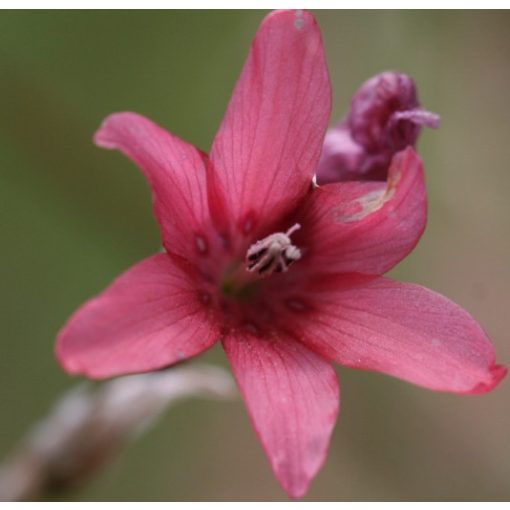 Dierama ambiguum (I.) - Pálcavirág