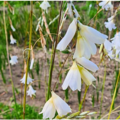 Dierama pulcherrimum var. album (I.) - Pálcavirág