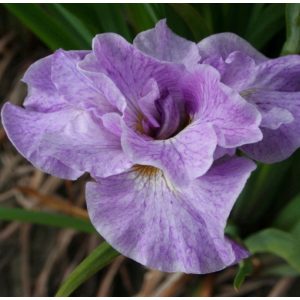 Iris sibirica Rigamarole (I.) - Szibériai nőszirom