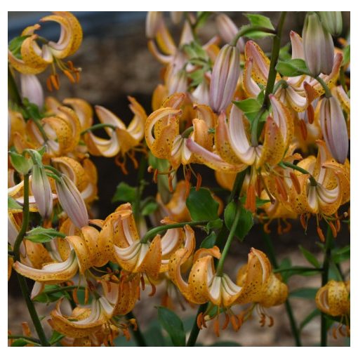 Lilium martagon Terrace City (14/+) - Turbánliliom
