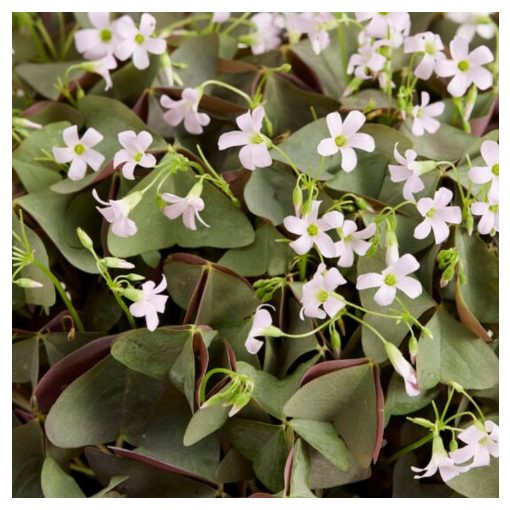 Oxalis triangularis Sanne ® (I.) - Madársóska