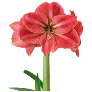 Hippeastrum Park Amaryllis Candy Star ® (26/+) - Amarillisz