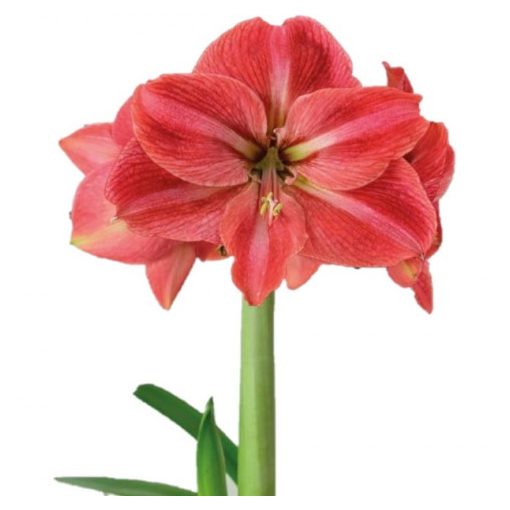 Hippeastrum Park Amaryllis Candy Star ® (26/+) - Amarillisz