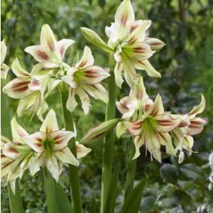 Hippeastrum Park Amaryllis Cleopatra ® (26/+) - Amarillisz