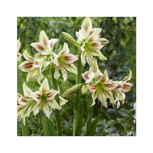 Hippeastrum Park Amaryllis Cleopatra ® (26/+) - Amarillisz