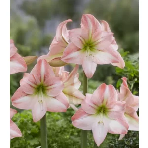 Hippeastrum Park Amaryllis Fay ® (26/+) - Amarillisz