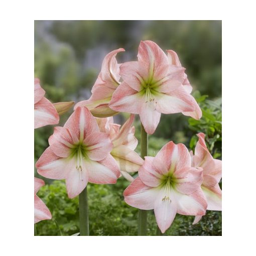 Hippeastrum Park Amaryllis Fay ® (26/+) - Amarillisz