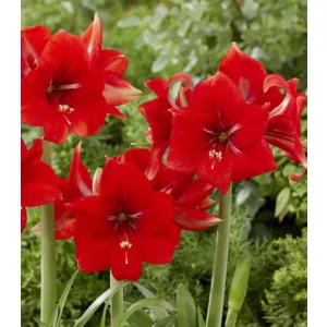 Hippeastrum Park Amaryllis Magma ® (26/+) - Amarillisz