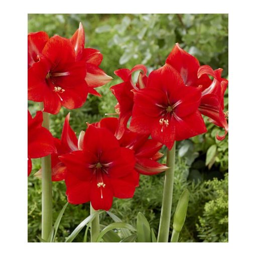 Hippeastrum Park Amaryllis Magma ® (26/+) - Amarillisz