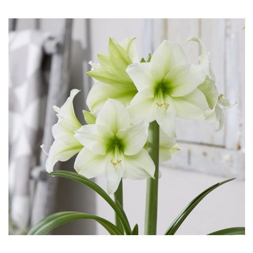 Hippeastrum Park Amaryllis Northpole ® (26/+) - Amarillisz