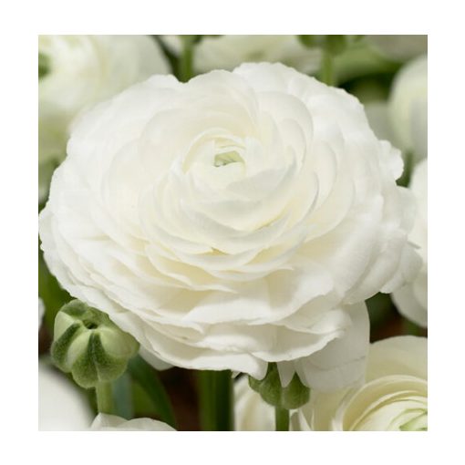 Ranunculus ELEGANCE® Bianco (4/+) - Ázsiai boglárka