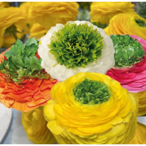 Ranunculus ELEGANCE® Festival Mix (4/+) - Ázsiai boglárka