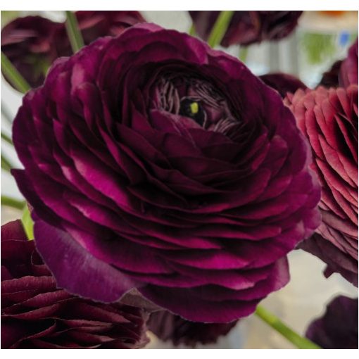 Ranunculus ELEGANCE® Nero (4/+) - Ázsiai boglárka