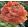 Ranunculus ELEGANCE® Pastello Striato (4/+) - Ázsiai boglárka