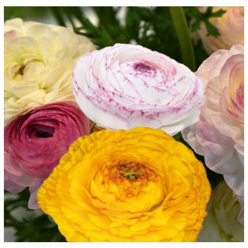 Ranunculus ELEGANCE® Pastello Striato (4/+) - Ázsiai boglárka