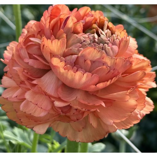 Ranunculus ELEGANCE® Pastello Striato (4/+) - Ázsiai boglárka