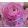 Ranunculus ELEGANCE® Rosa (4/+) - Ázsiai boglárka