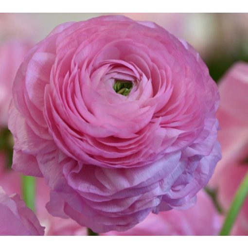 Ranunculus ELEGANCE® Rosa (4/+) - Ázsiai boglárka