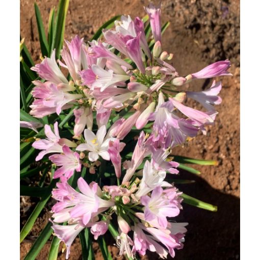 Agapanthus Blush Pink (I.) - Rózsazsín szerelemvirág