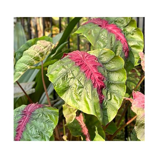 Colocasia Madeira Star (I.) - Elefántfül, táró