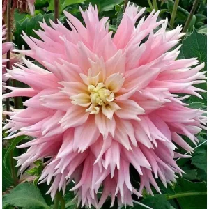 Dahlia JUST MARRIED (I.) - Dália