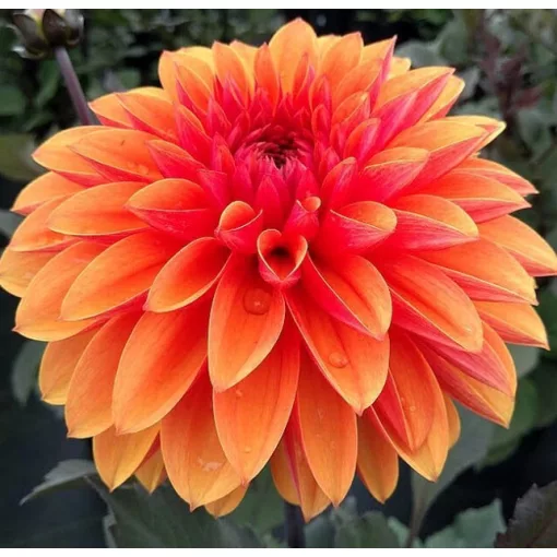 Dahlia LOVE OF MY LIFE (I.) - Dália