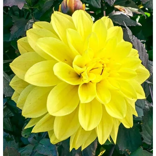 Dahlia METEORITE (I.) - Dália