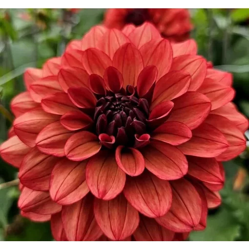 Dahlia MISSIS MILEY (I.) - Dália