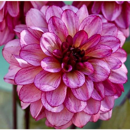 Dahlia MUCHACHA (I.) - Dália