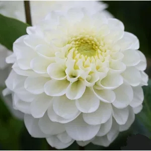 Dahlia NEVER GIVE UP (I.) - Dália