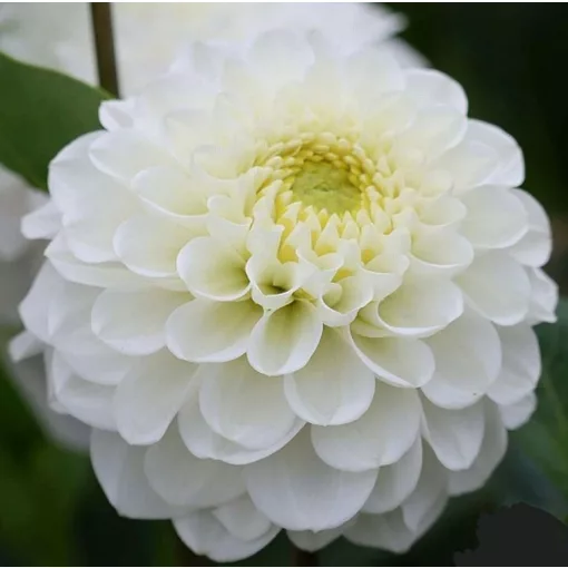 Dahlia NEVER GIVE UP (I.) - Dália